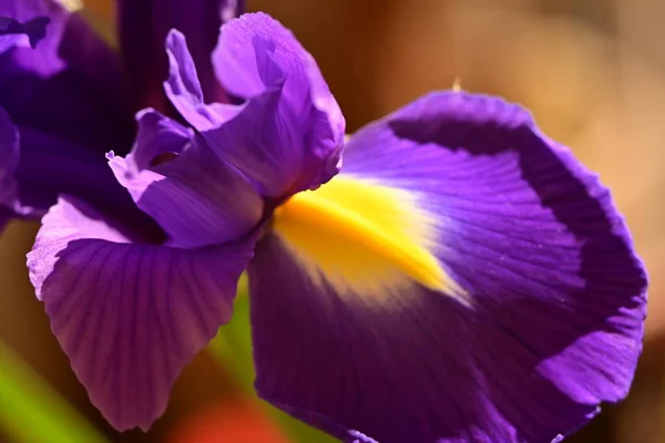 Hermosa Flor Iris Púrpura Jardín —  Fotos de Stock