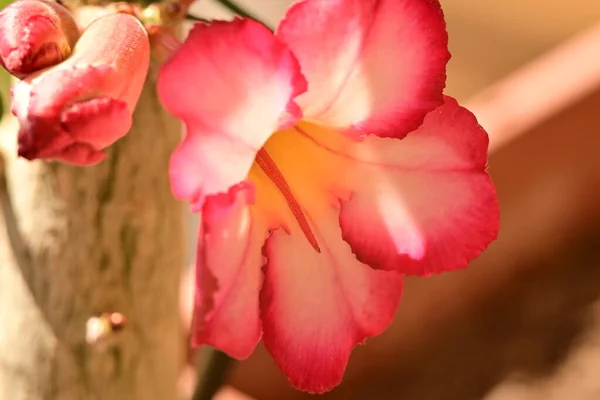 花园里长着美丽的粉红色花朵 — 图库照片