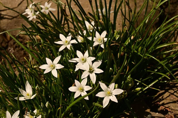 Bahçede büyüyen beyaz çiçeklerin güzel botanik çekimi