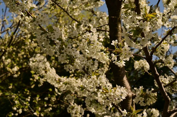 Весняний Цвіт Білі Квіти Дереві — стокове фото