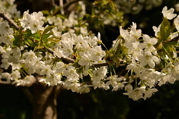 Spring Blossom White Flowers Tree — Stock Photo, Image