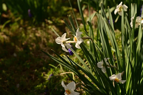 Bahçedeki beyaz narsisli çiçekler, yaklaşın