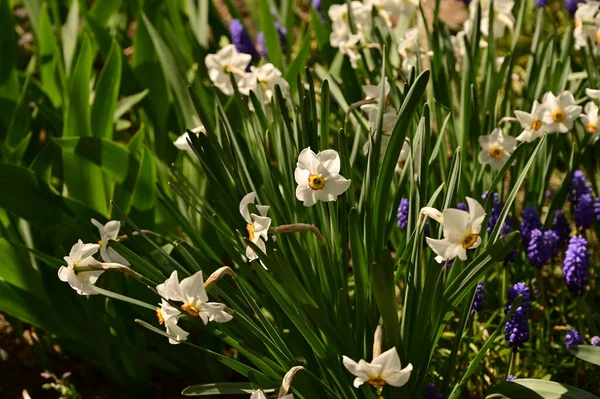 Bahçede büyüyen güzel çiçekler