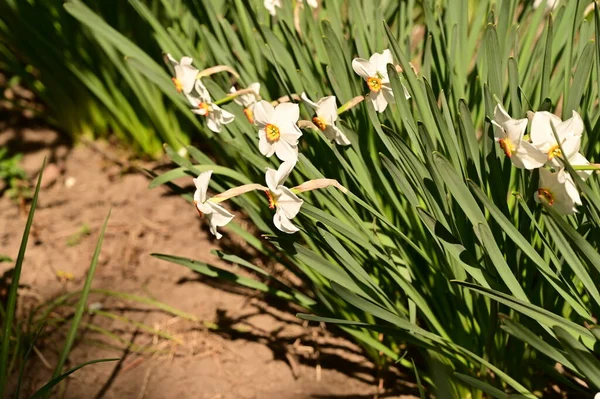 Bahçedeki beyaz narsisli çiçekler, yaklaşın