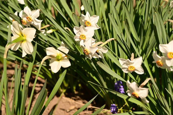 Bahçede büyüyen güzel çiçekler