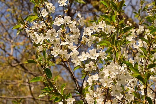 春天开花 树上的白花 — 图库照片
