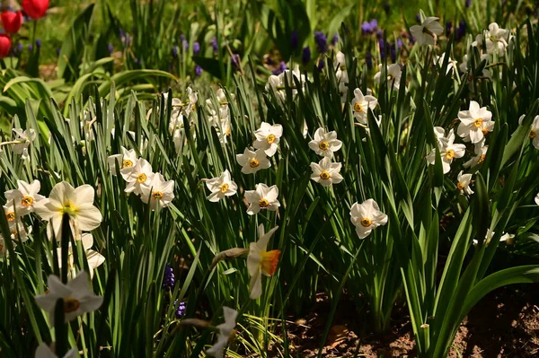 Bahçede büyüyen güzel çiçekler