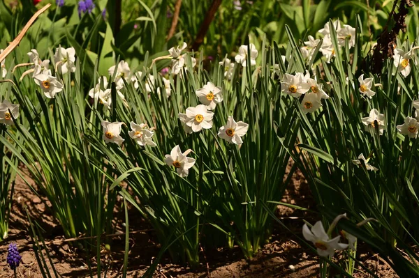 Bahçede büyüyen güzel çiçekler
