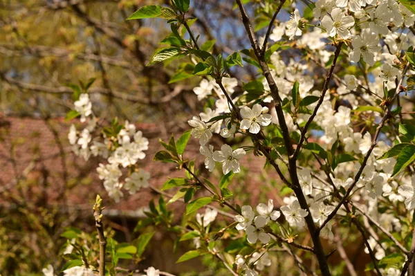 Spring Blossom White Flowers Tree — Stock Photo, Image