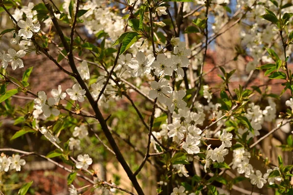 Bahar çiçeği, ağaç beyaz çiçekler