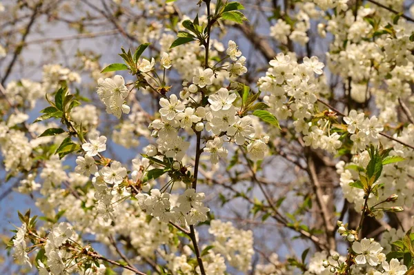 Весенний Цветок Белые Цветы Дереве — стоковое фото