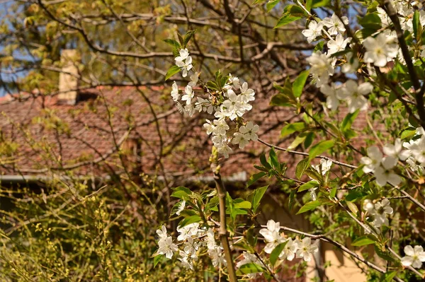 Bahar çiçeği, ağaç beyaz çiçekler