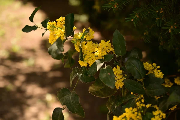 Flori Galbene Frumoase Grădină — Fotografie, imagine de stoc