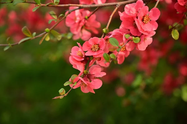 Spring Blossom Pink Flowers Tree — ストック写真