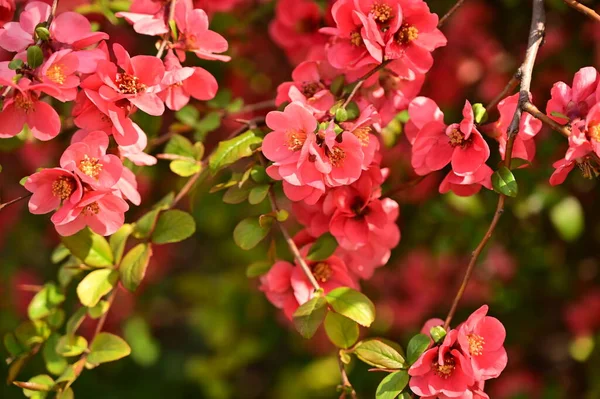 Bahar çiçekleri, ağaçtaki pembe çiçekler.