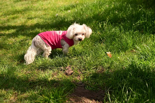 Parktaki çimlerin üzerinde sevimli bir köpek