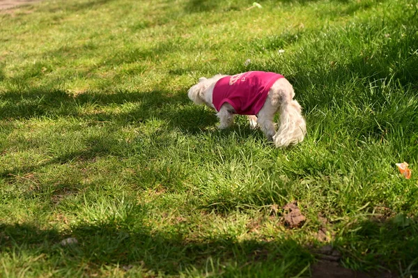 Parktaki çimlerin üzerinde sevimli bir köpek