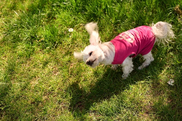 Parktaki çimlerin üzerinde sevimli bir köpek