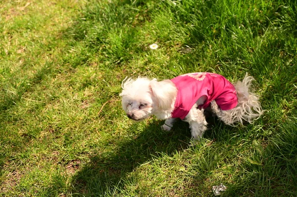 Parktaki çimlerin üzerinde sevimli bir köpek