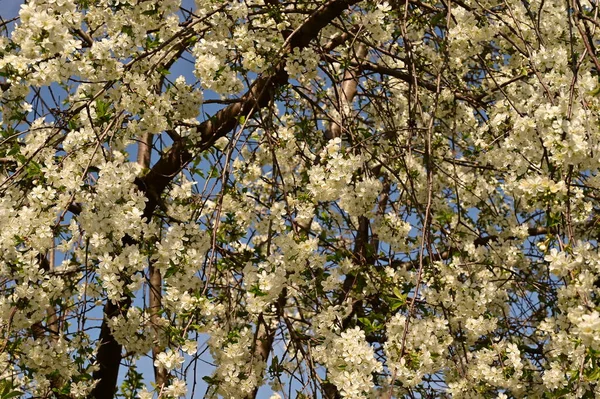 Bahar çiçeği, ağaç beyaz çiçekler
