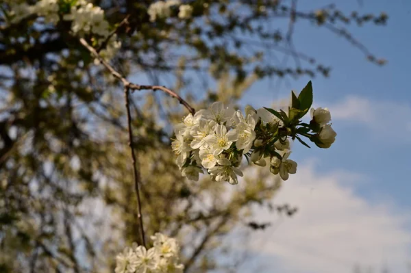 Весняний Цвіт Білі Квіти Дереві — стокове фото
