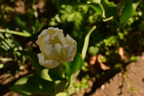 Maravillosa Flor Tulipán Creciendo Jardín — Foto de Stock