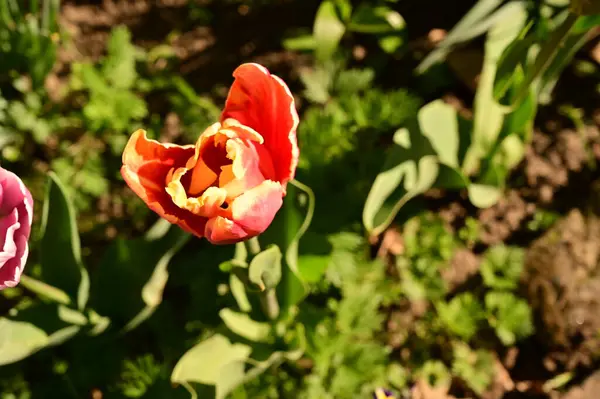 Bahçede harika lale çiçekleri yetişiyor.