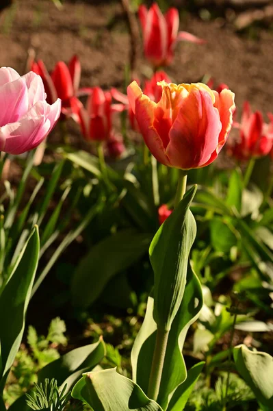 Bahçede harika lale çiçekleri yetişiyor.