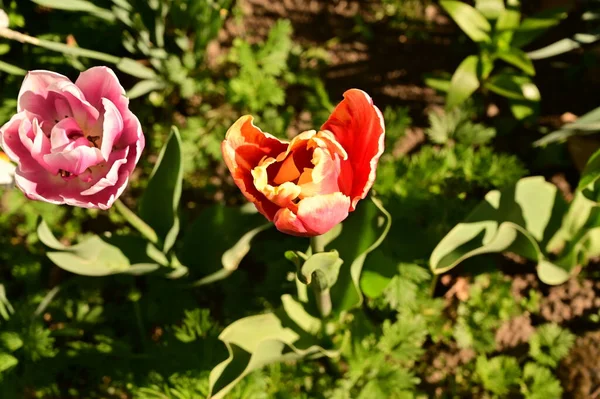 Bahçede harika lale çiçekleri yetişiyor.