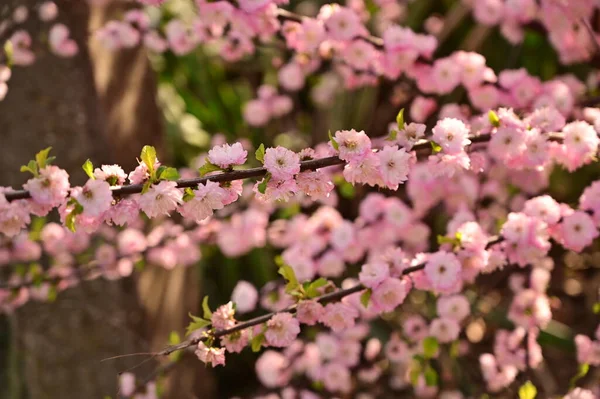 Bahar çiçekleri, ağaçtaki pembe çiçekler.