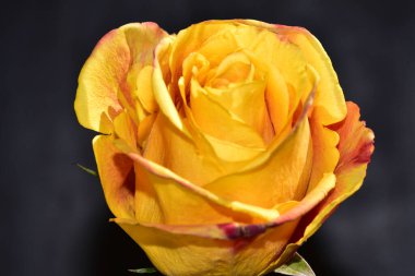 Koyu arkaplanda izole edilmiş güzel gülün yakın görüntüsü