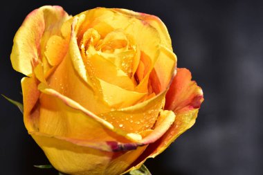 Koyu arkaplanda izole edilmiş güzel gülün yakın görüntüsü