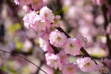 Bahar çiçekleri, ağaçtaki pembe çiçekler.