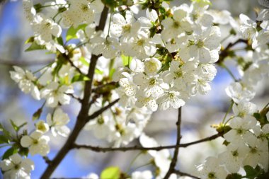 Bahar çiçeği, ağaç beyaz çiçekler