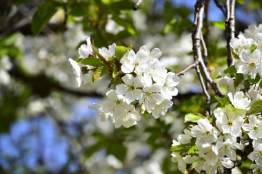 Bahar çiçeği, ağaç beyaz çiçekler