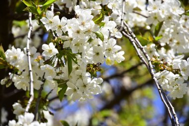 Bahar çiçeği, ağaç beyaz çiçekler