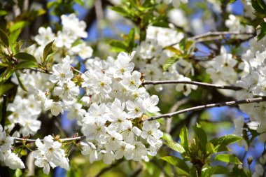 Bahar çiçeği, ağaç beyaz çiçekler