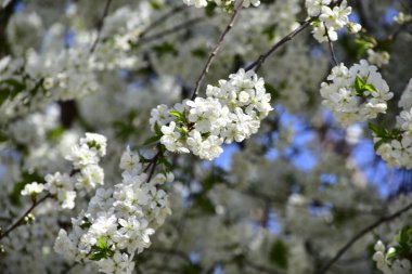 Bahar çiçeği, ağaç beyaz çiçekler