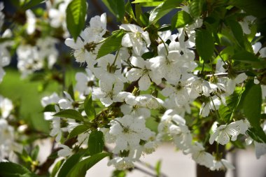 Bahar çiçeği, ağaç beyaz çiçekler