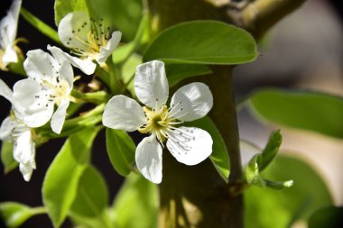 Bahar çiçeği, ağaç beyaz çiçekler