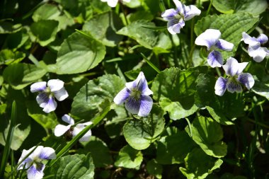 Bahçedeki küçük, güzel, beyaz ve mavi çiçekler.
