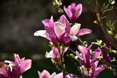 bahçede büyüyen güzel mor çiçekler