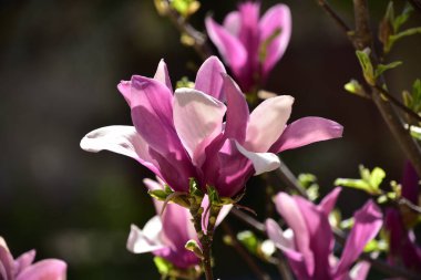 bahçede büyüyen güzel mor çiçekler