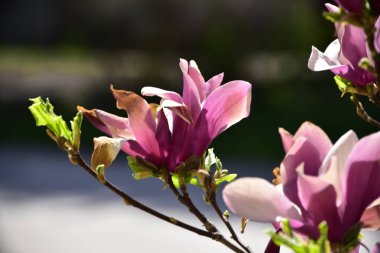 bahçede büyüyen güzel mor çiçekler