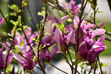 bahçede büyüyen güzel mor çiçekler