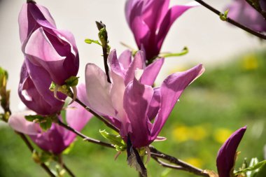 bahçede büyüyen güzel mor çiçekler