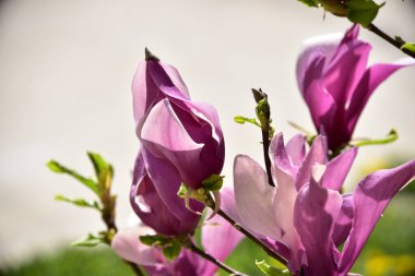 bahçede büyüyen güzel mor çiçekler