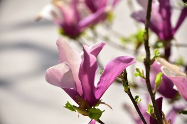 bahçede büyüyen güzel mor çiçekler