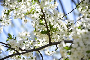 Bahar çiçeği, ağaç beyaz çiçekler