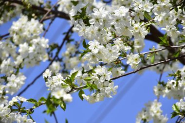 Bahar çiçeği, ağaç beyaz çiçekler